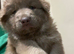 rare Isabella German shepherd pups