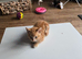One ginger male kitten up for sale due to time waster
