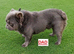 Fluffy French Bulldog Pups