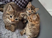 4 beautiful kittens Females 8wks old