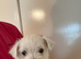 Beautiful westies