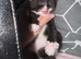 kittens ready to leave today
