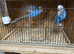 Pair of English show budgies available
