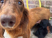 Miniature long hair dachshund puppies