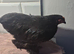 Pekin batam pullets and 1 game batam pullets