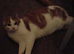 Male cat