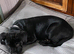 Cane corso frenchie cross puppies for sale