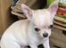 Adorable chihuahua puppies ready for there forever home