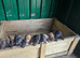 Beautiful Lurcher pups