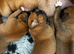 Champion breed boxer puppies