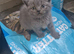 4 Beautiful BSH kittens
