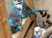 two show budgies two exhibition one and other mixed