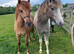 Dartmoor Hill pony, yearling Filly