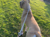 Boerboel Mastiff