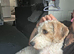 Poddle cross sealyham terrier