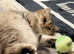 BSH kitten for sale