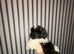 1 kc reg Shih Tzu puppy&rsquo;s