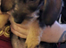 Standard Dachshund puppies 8 weeks old 3 boy and 1 girl.