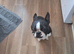 Gorgeous wee Scottish Boston terriers puppies for rehoming