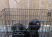 2 puppies for &pound;700 , one for &pound;400 cockerspaniel mix
