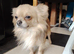 Chihuaha puppies