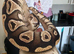 Various Morphs Of Royal Pythons