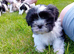 Lhasa X shihtzu pups