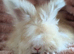 Angora babies