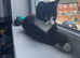 Rehoming a 6 month old kitten