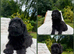 F2b cockapoo puppies