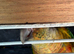 Pineapple conure with cage