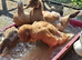 Buff Orpington young ducks