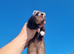 Eu/polecat mitt jill- lovely temperment- 14months old