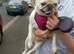 Girl pug