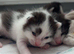 3 kittens