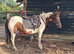 Lead rain pony ready for a job!