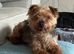 Yorkshire/border terrier cross