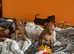 Adorable Miniature Pinscher Puppies