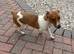 Male Jack Russell