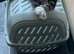 Tabby kitten