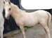 Smart Registered Section A Palomino Colt