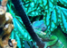 Guardian the Chameleon