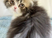 GCCF registered Pure Persian Kittens