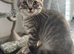 Beautiful Scottish Fold&Straight &ndash;Silver tabby&rsquo;s