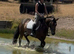 pc pony / working hunter/ very flashy