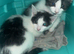 2 brother kittens
