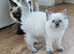Ragdoll kitten