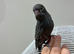 BW/BF budgies