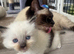 PURE BRED male seal point ragdoll kitten for sale, ready in 1 week