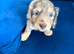 chocolate dapple boy mini long haired dachshund